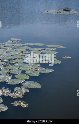 Seerosenpads auf dem Fluss Avon Stockfoto