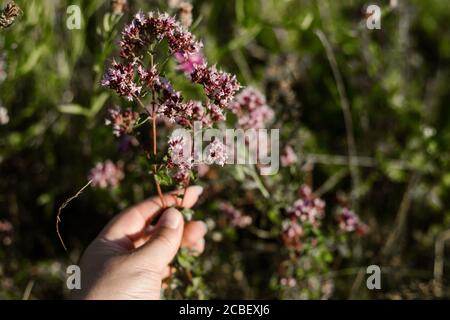 Blumenwiese mit Oregano, auch echte Dost (Origanum vulgare) bei Sonnenuntergang genannt Stockfoto