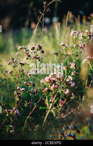 Blumenwiese mit Oregano, auch echte Dost (Origanum vulgare) genannt Stockfoto