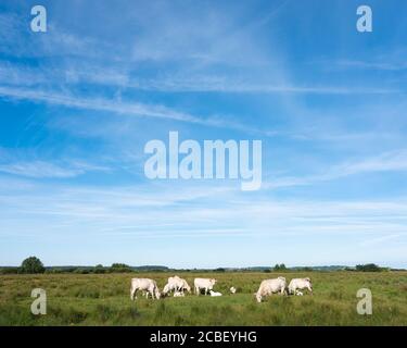 Weiße Kühe im Delta des Flusses somme in der französisch-normandie Stockfoto