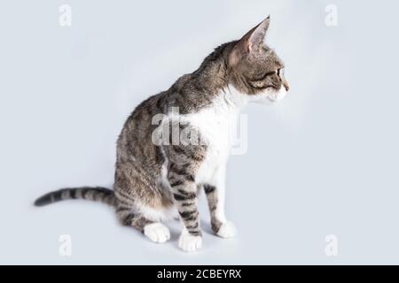 Volle Länge Portrait von lustig, neugierig, gestreifte Katze beiseite auf grauen Hintergrund mit Kopie Raum suchen isoliert. Stockfoto