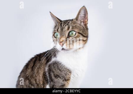 Katze schaut auf Kamera isoliert auf weißem Hintergrund. Lustige neugierige gestreifte Katze zur Kamera isoliert auf grauem Wandhintergrund mit Kopierraum. Stockfoto