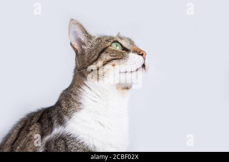 Katze sitzt und schaut isoliert auf weißem Hintergrund. Stockfoto