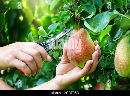 Ein Bauer pflückt reife Birnen von einem Baum in einem Obstgarten Stockfoto