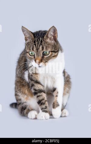 Überrascht Katze sitzen und Blick nach unten isoliert auf weißem Hintergrund. Stockfoto