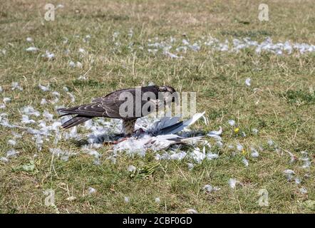 Wanderfalkenfütterung Stockfoto