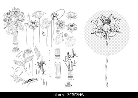 Handgezeichnete Sammlung von Lotus und Vanille Blumen Cliparts. Florale Dessin-Elemente. Isoliert auf weißem Hintergrund. Vektor Stock Vektor