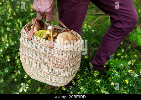 Pilze sammeln - Person im Wald mit Korb voller Pilze Stockfoto