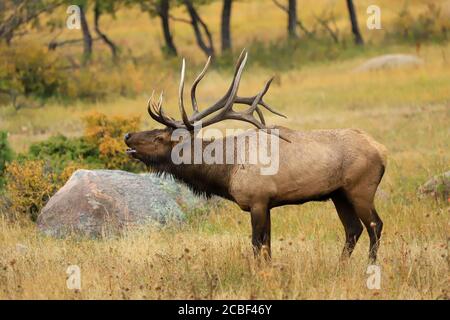 Bull elk im Rocky Mountain National Park Stockfoto