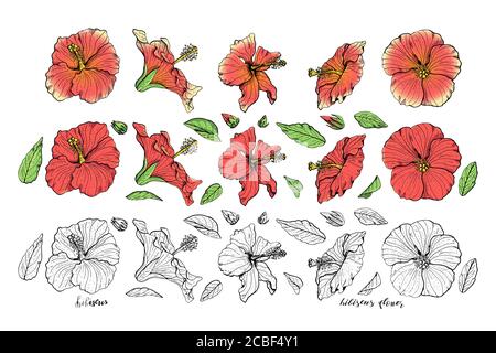 Handgezeichnete Hibiskusblüten Cliparts. Florale Dessin-Elemente. Isoliert auf weißem Hintergrund. Vektor Stock Vektor