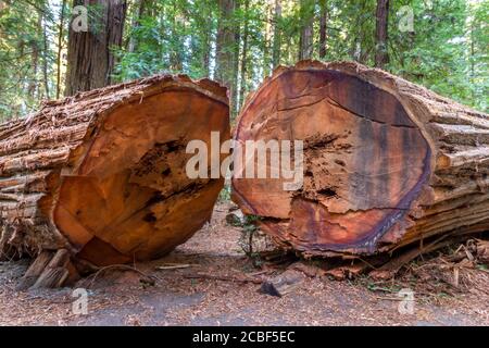 Riesiger alter Redwoodn Baum, zweiteilig geschnitten und auf dem Boden im Redwood Forest National and State Park, Kalifornien, gelegen Stockfoto