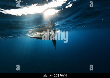 Hawksbill Schildkröte schwimmt in dunkelblau klarem Wasser. Unterwasserwelt, Unterwasserfauna und Flora Stockfoto