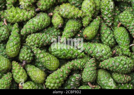 Hintergrund aus jungen Kiefernzapfen von grüner Farbe Stockfoto