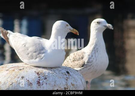 Möwen am Kai Stockfoto