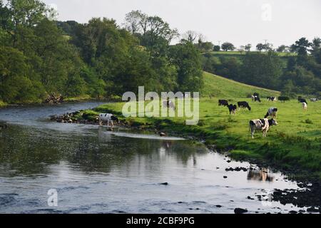 Der Fluss Ribble Tal stromaufwärts von Gisburn Lancashire in gesetzt Schöne hügelige Landschaft Stockfoto