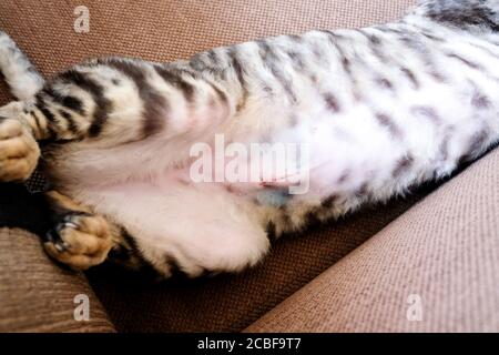 Eine junge Katze liegt auf dem Rücken. Sichtbarer Bauch, Hinterbeine und Sterilisationsnaht. Stockfoto