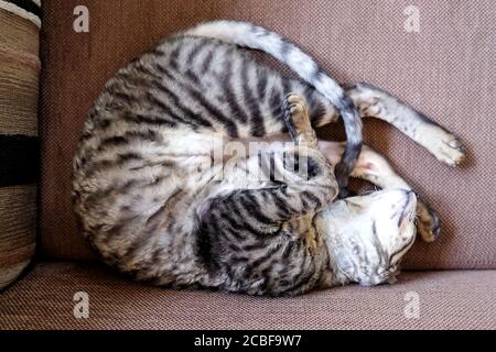 Die Katze ist auf dem Sofa zusammengerollt. Blick von oben. Junger Cornish Rex, tabby. Stockfoto