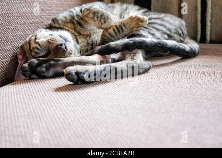 Die Katze ist auf dem Sofa zusammengerollt. Seitenansicht, für Text platzieren. Cornish Rex Kätzchen, gestromt. Stockfoto