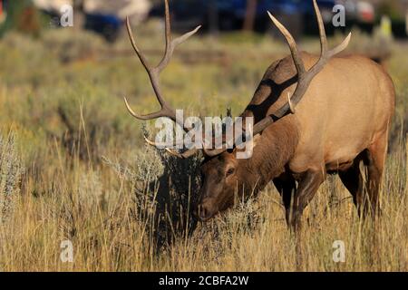 Bull elk im Rocky Mountain National Park Stockfoto