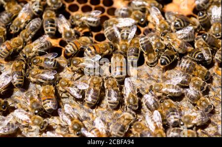 Nahaufnahme der Bienen im Bienenstock auf der Wabe mit dem Honig in den Zellen. Stockfoto