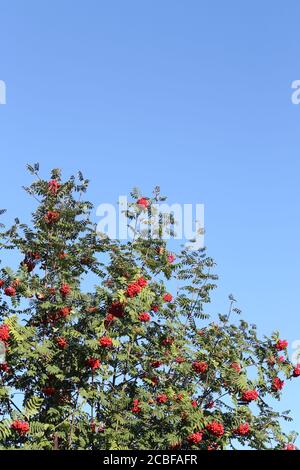 Beeren von Sorbus Aucuparia mit Laub gegen blauen Himmel Stockfoto
