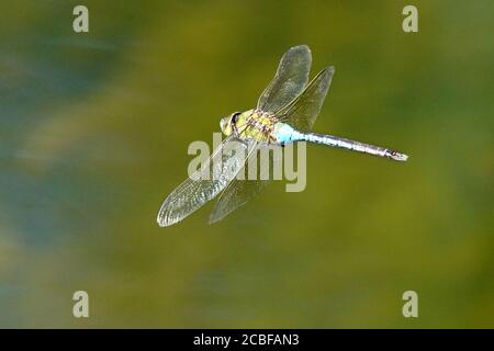 Green Darner Libelle im Flug über Sumpf Stockfoto