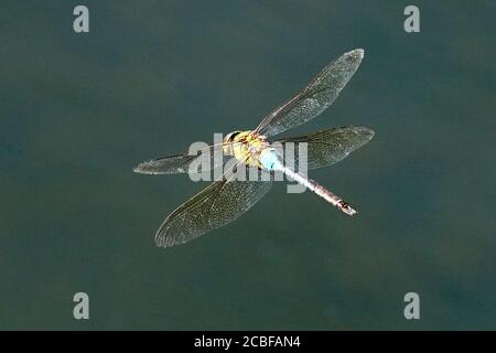 Green Darner Libelle im Flug über Sumpf Stockfoto