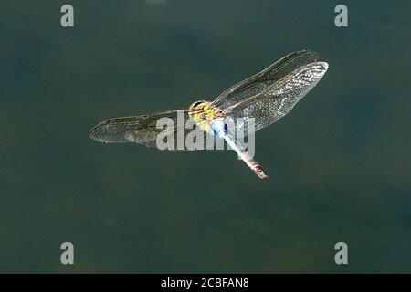 Green Darner Libelle im Flug über Sumpf Stockfoto