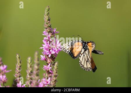Monarch Schmetterling auf Purple lose Streit Blume Stockfoto