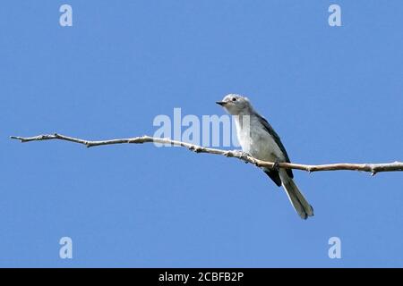 Blau Grau Gnatcatcher Stockfoto