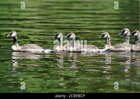 Kanada Gänse flügge mit Eltern Stockfoto