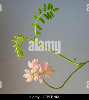 Securigera varia (Synonym Coronilla varia), allgemein bekannt als Kronenvetch oder violetter Kronenvetch, ist eine niedrig wachsende Hülsenfrucht. Heimisch in Afrika, Asien, Stockfoto