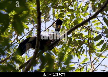 Der große blaue Turaco ist das größte Mitglied dieser afrikanischen endemischen Familie. Ihre lauten Anrufe geben ihre Anwesenheit oft deutlich ab Stockfoto