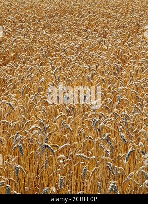 Weizen Feld full-frame Stockfoto