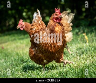 Freilandhühner auf einem Bio-Bauernhof in der steiermark, österreich Stockfoto