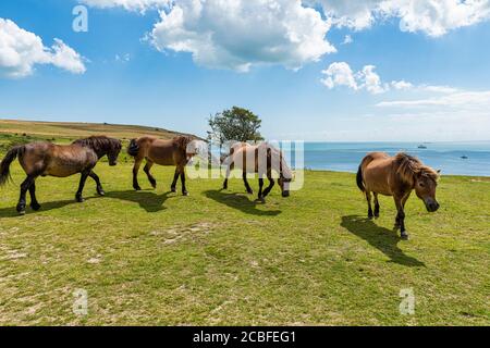 Pferde auf den White Cliffs of Dover in Kent, England Stockfoto
