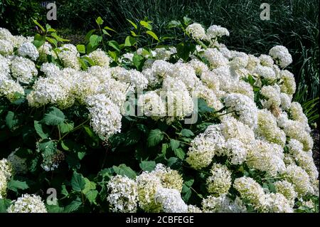 Hortensien, Annabelle, Arborescens, Hortensiaceae Stockfoto