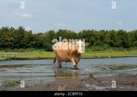 Dorney, Buckinghamshire, Großbritannien. August 2020. Rinder kühlen sich im Wasser ab auf Dorney Common in der Hitze der Morgensonne, während die anhaltenden Hitzewellen-Temperaturen heute 29 Grad erreichen. Regen wird für den späteren Tag prognostiziert. Quelle: Maureen McLean/Alamy Live News Stockfoto