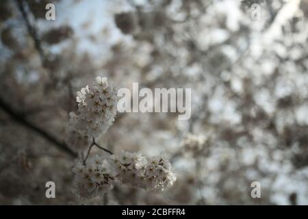 Cherry Blossom, Washington DC Stockfoto