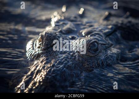 Ein amerikanisches Krokodil, Crocodylus acutus, lauert am Rand des Wassers im Karibischen Meer in Belize. Das sind gefährliche und hinterhältige Raubtiere. Stockfoto