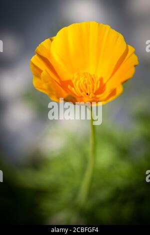 Eschschscholzia Californica - Kalifornischer Mohn 'Orange King' Stockfoto