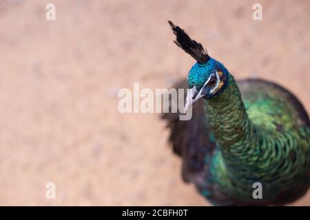 Männlicher Pfau Kopf und Hals. Javan Pfau - Pfau, schöne repräsentative Exemplar des männlichen Pfaus in großen metallischen Farben.Porträt eines Stockfoto