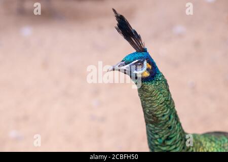 Männlicher Pfau Kopf und Hals. Javan Pfau - Pfau, schöne repräsentative Exemplar des männlichen Pfaus in großen metallischen Farben.Porträt eines Stockfoto