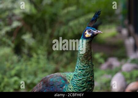 Männlicher Pfau Kopf und Hals. Javan Pfau - Pfau, schöne repräsentative Exemplar des männlichen Pfaus in großen metallischen Farben.Porträt eines Stockfoto