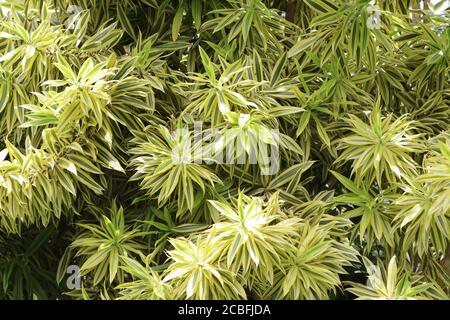 Diese farbenfrohe Spinnenpflanze zeigt uns, wie die Natur diese Welt gestalten kann, Sri Lanka, Südasien. Stockfoto