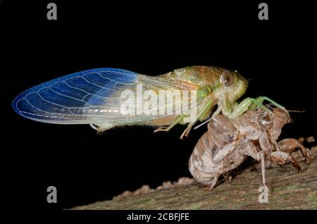 Neu aufgetauchte Zikade Stockfoto