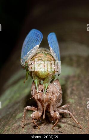 Neu aufgetauchte Zikade Stockfoto