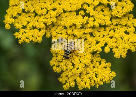 Eine Nahaufnahme einer Schwebefliege auf den leuchtend gelben Blüten von Moonshine Yarrow - Achillea Moonshine. Stockfoto