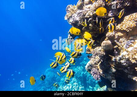 Große Schule von Schmetterlingsfischen (Chaetodon) im Korallenriff, Rotes Meer, Ägypten. Verschiedene Arten von leuchtend gelb gestreiften tropischen Fischen im Ozean, Clea Stockfoto