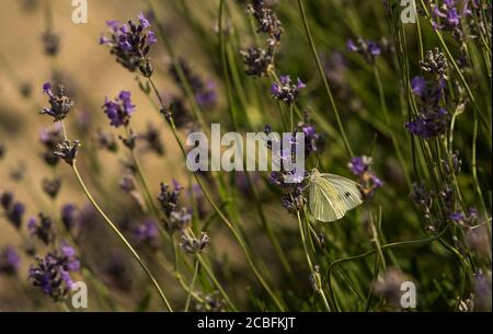 Ein großer weißer Schmetterling (großer Kohlweißer), Pieris brassicae, saß auf Lavendel. Stockfoto